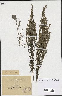 spécimen de Artemisia caerulescens