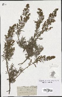 spécimen de Artemisia arborescens