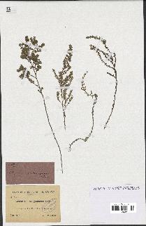 spécimen de Artemisia aragonensis