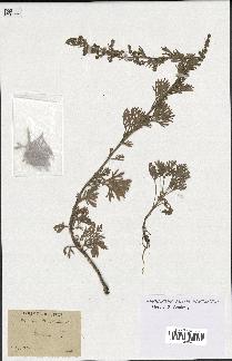 spécimen de Artemisia absinthium