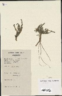 spécimen de Artemisia sp.