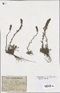 spécimen de Artemisia spicata