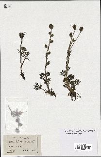 spécimen de Artemisia norvegica