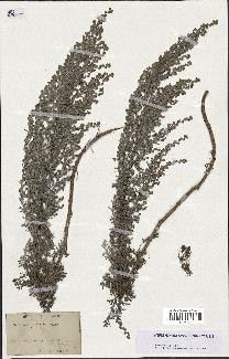 spécimen de Artemisia gallica