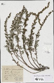 spécimen de Artemisia vulgaris