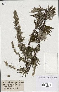 spécimen de Artemisia vulgaris