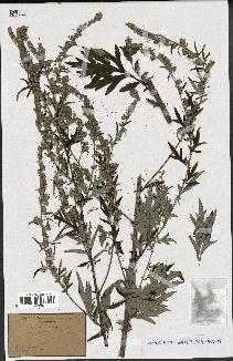 spécimen de Artemisia vulgaris