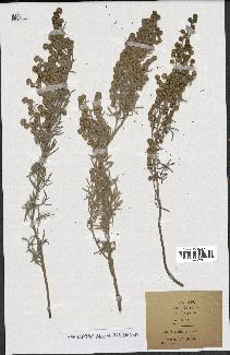 spécimen de Artemisia arborescens