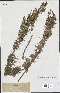 spécimen de Artemisia arborescens