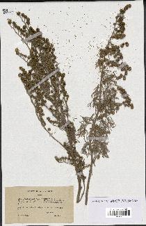 spécimen de Artemisia arborescens