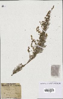 spécimen de Artemisia arborescens