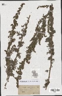 spécimen de Artemisia absinthium