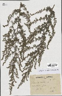 spécimen de Artemisia absinthium