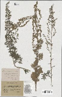 spécimen de Artemisia absinthium