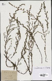 spécimen de Artemisia crithmifolia