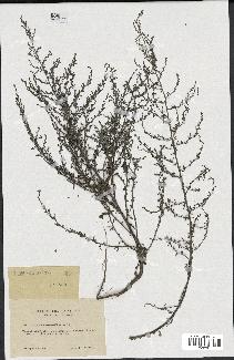 spécimen de Artemisia monogyna