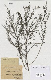 spécimen de Artemisia monogyna