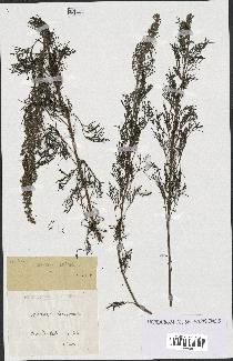 spécimen de Artemisia abrotanum