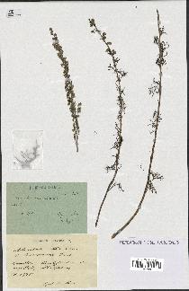 spécimen de Artemisia alba