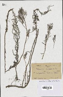 spécimen de Artemisia caerulescens