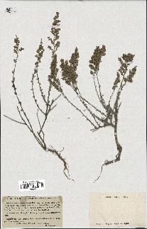 spécimen de Artemisia herba-alba