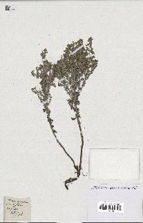 spécimen de Artemisia maritima