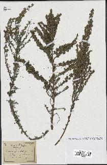 spécimen de Artemisia gallica