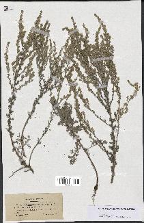 spécimen de Artemisia gallica