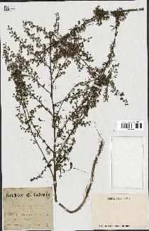 spécimen de Artemisia campestris