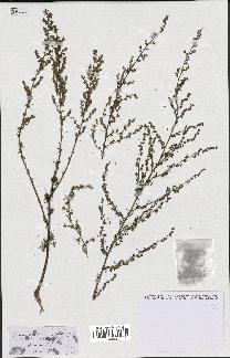 spécimen de Artemisia campestris