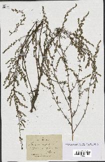 spécimen de Artemisia campestris