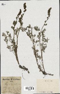 spécimen de Artemisia tanacetifolia