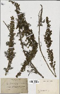 spécimen de Artemisia chamaemelifolia