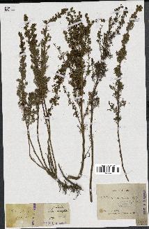 spécimen de Artemisia chamaemelifolia