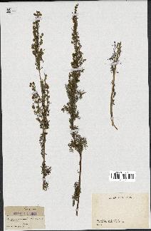 spécimen de Artemisia chamaemelifolia