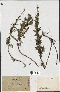 spécimen de Artemisia chamaemelifolia