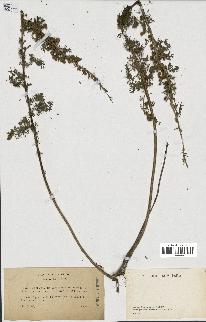 spécimen de Artemisia chamaemelifolia