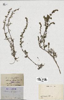 spécimen de Artemisia chamaemelifolia