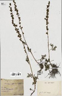 spécimen de Artemisia chamaemelifolia