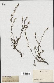 spécimen de Artemisia crithmifolia