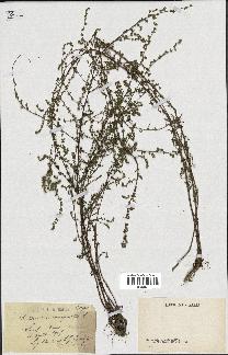 spécimen de Artemisia campestris