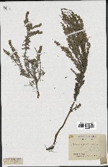 spécimen de Artemisia gallica