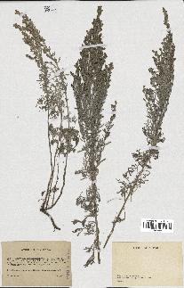 spécimen de Artemisia gallica