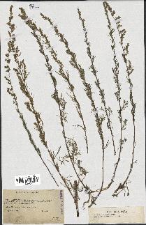 spécimen de Artemisia campestris