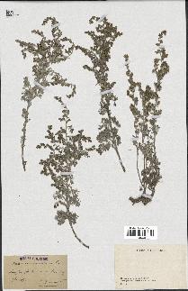 spécimen de Artemisia maritima