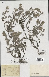 spécimen de Artemisia maritima