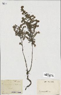 spécimen de Artemisia maritima
