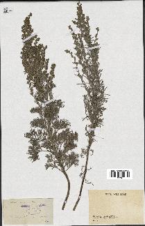 spécimen de Artemisia gallica