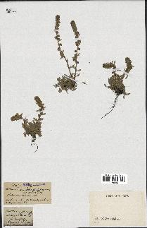 spécimen de Artemisia spicata