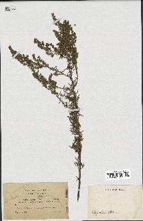 spécimen de Artemisia campestris